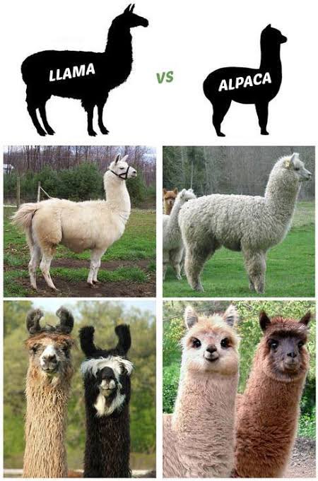 คิดว่าเป็นตัวเดียวกันตลอด แยกไม่ออกอยู่ดี 55555