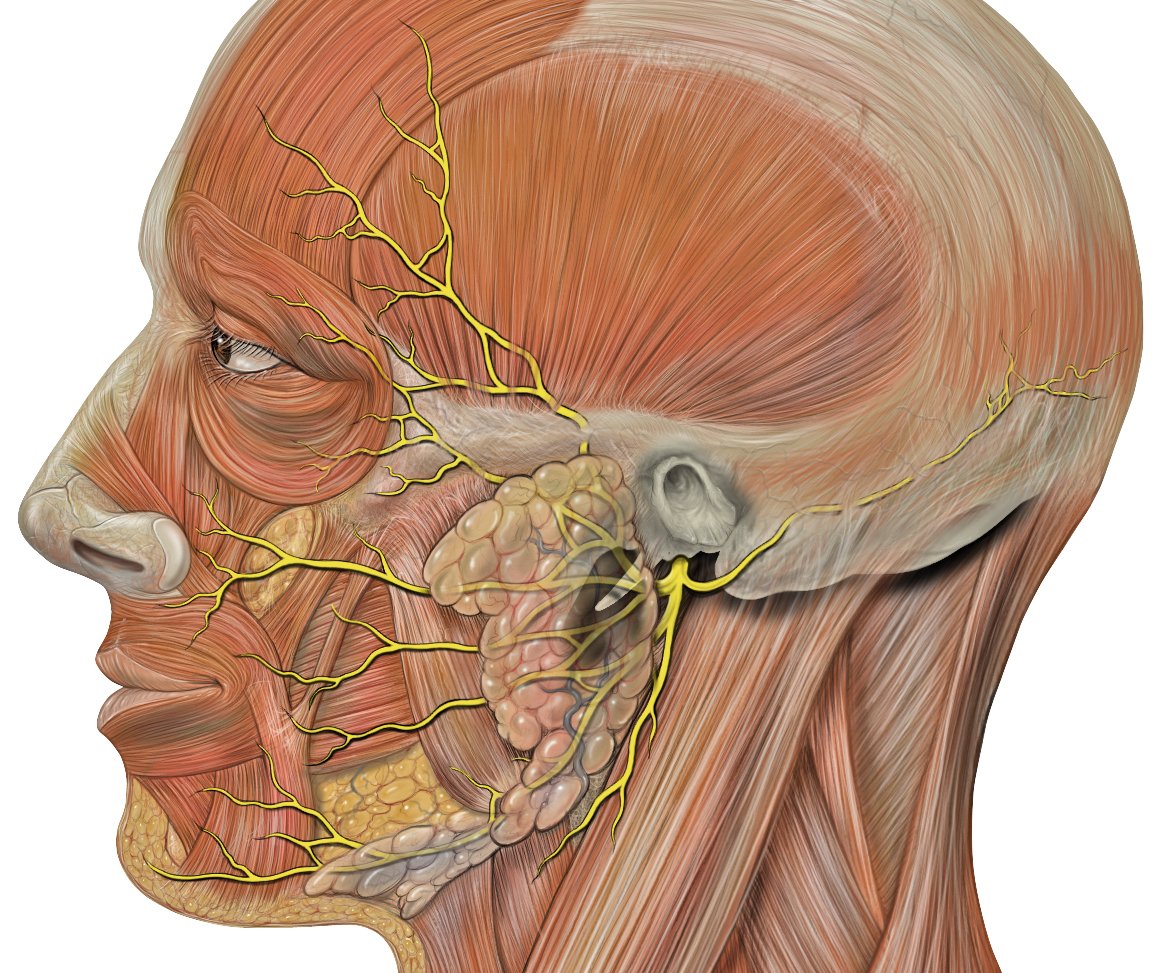 7/ Facial NerveThis connection enables facial expressions, an essential aspect of human communication.Cranial Labor #7 - Wide Smile- Smile as wide as possible- Hold for 3 seconds- Return to a neutral face- Repeat 10-15x