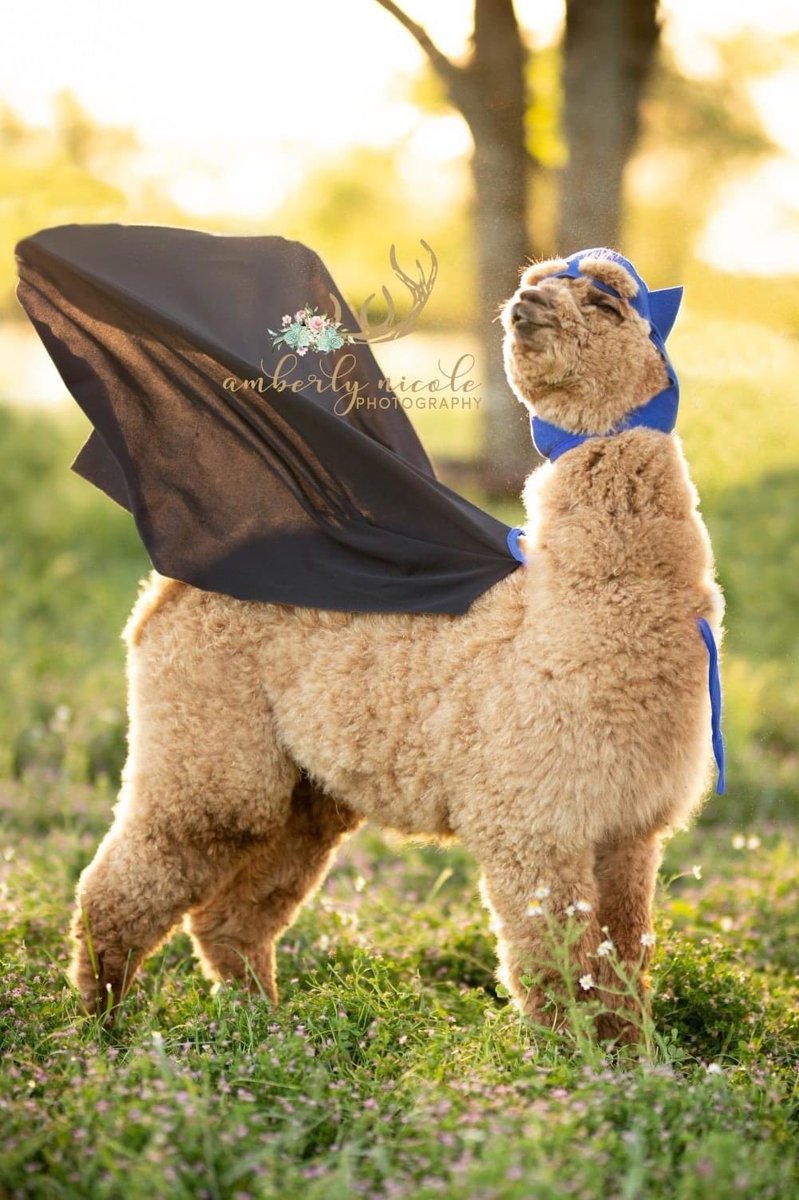 kathschwede's tweet photo. Guaranteed to make your day https://t.co/5qIjo3MoeX