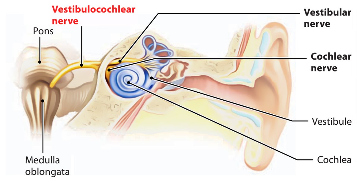 8/ Vestibulocochlear NerveYou know how a song can take you back to a precise moment, or how music affects your mood. This process occurs through the Vestibulocochlear Nerve, which enables hearing and detects changes in your head's position for balance control.