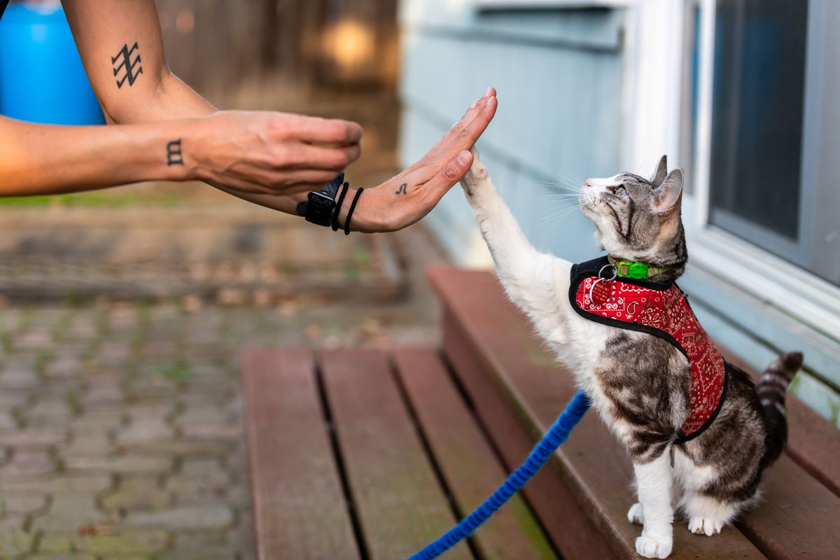 mikel_maria's tweet image. One of my favorite pics of me and Clarabelle, by Cid Leiva, taken just about a year ago. She enjoyed clicker training and gave an excellent high five. #catsofinstagram #catscanbetrained #gericat #geriatriccat #petloss #memories #cancersucks