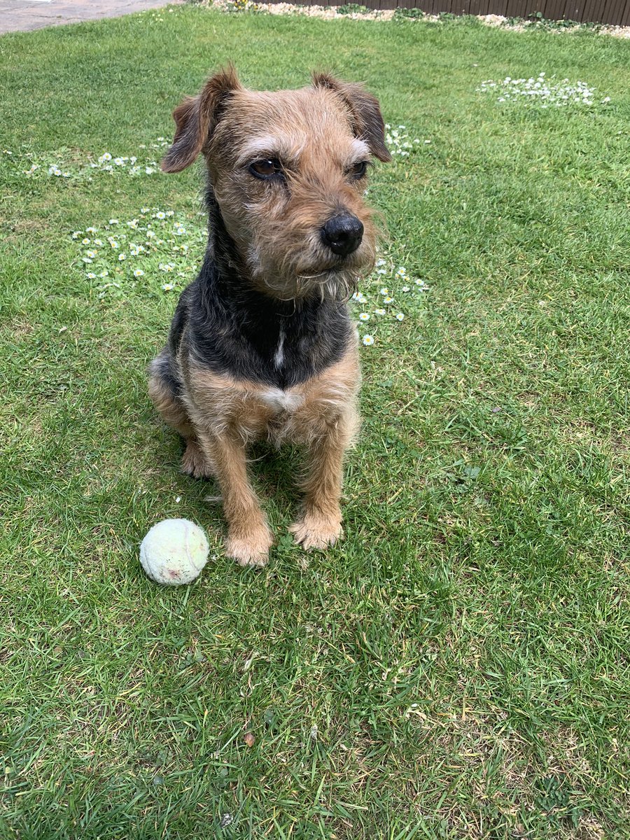 millie_bordert's tweet photo. Just me my ball &amp; daisys 🐶🐾🎾 https://t.co/K80DzyltSQ