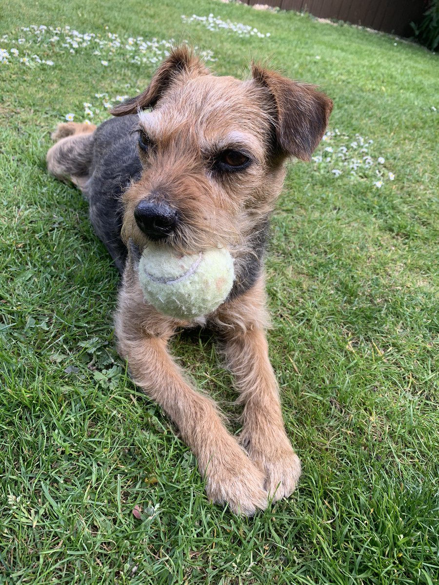 millie_bordert's tweet photo. Just me my ball &amp; daisys 🐶🐾🎾 https://t.co/K80DzyltSQ