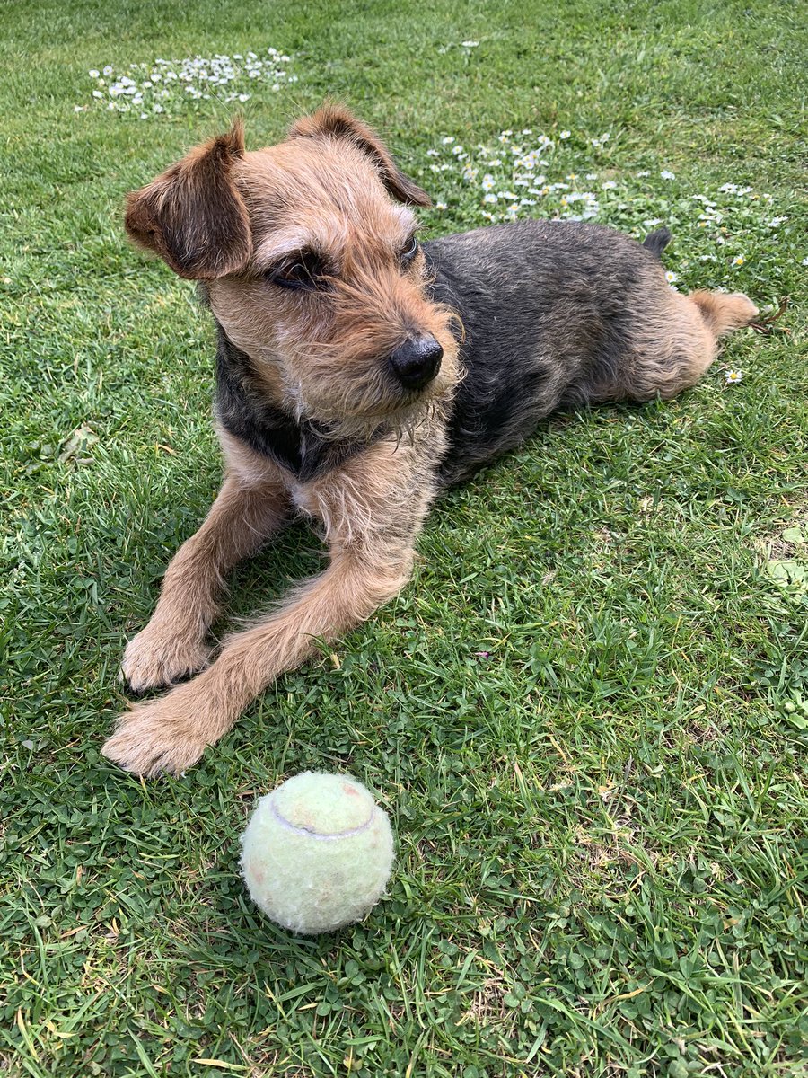 millie_bordert's tweet photo. Just me my ball &amp; daisys 🐶🐾🎾 https://t.co/K80DzyltSQ