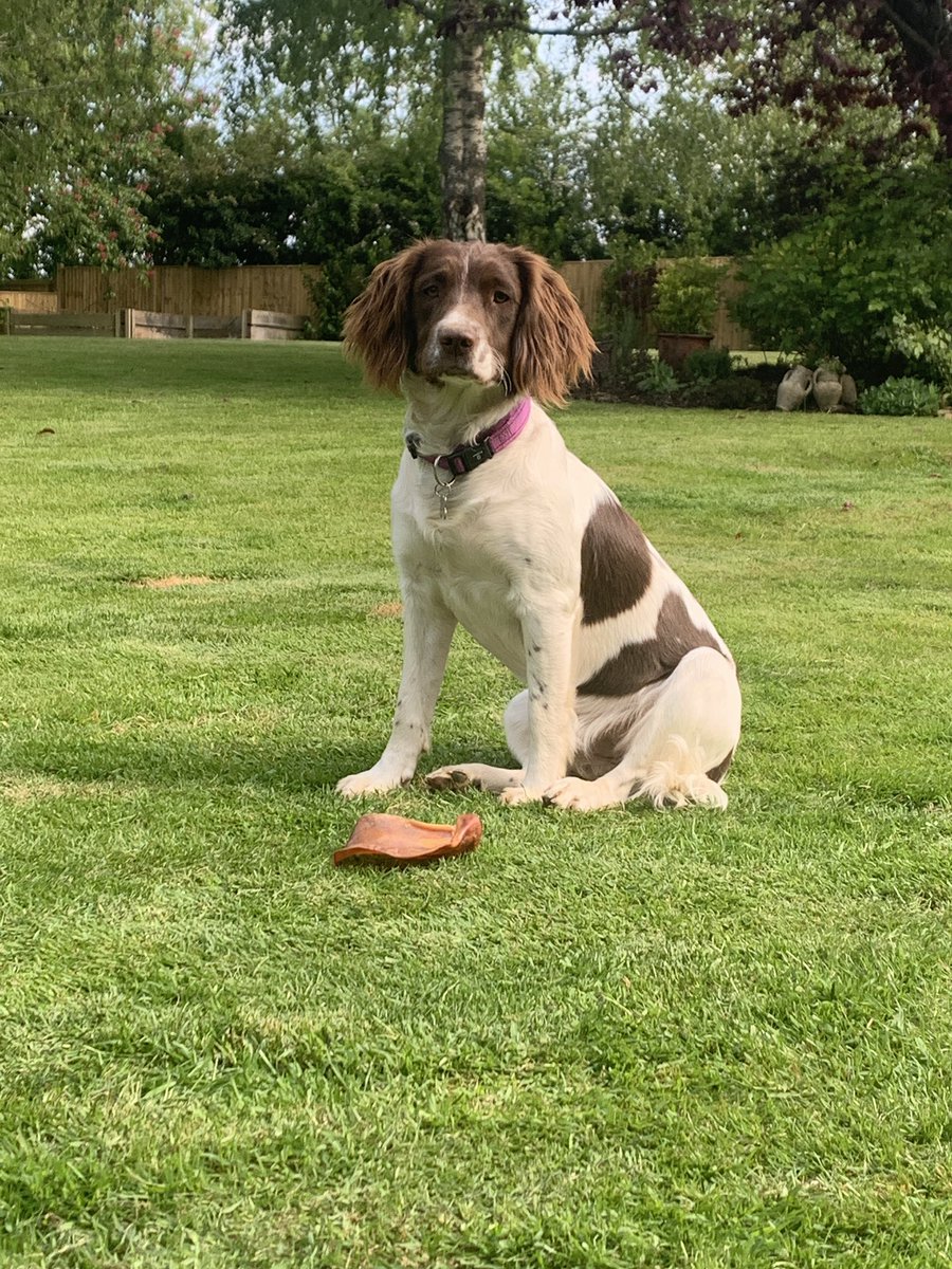 Winston the cat - big brother. Guinness the big sister and Harley the baby ❤️