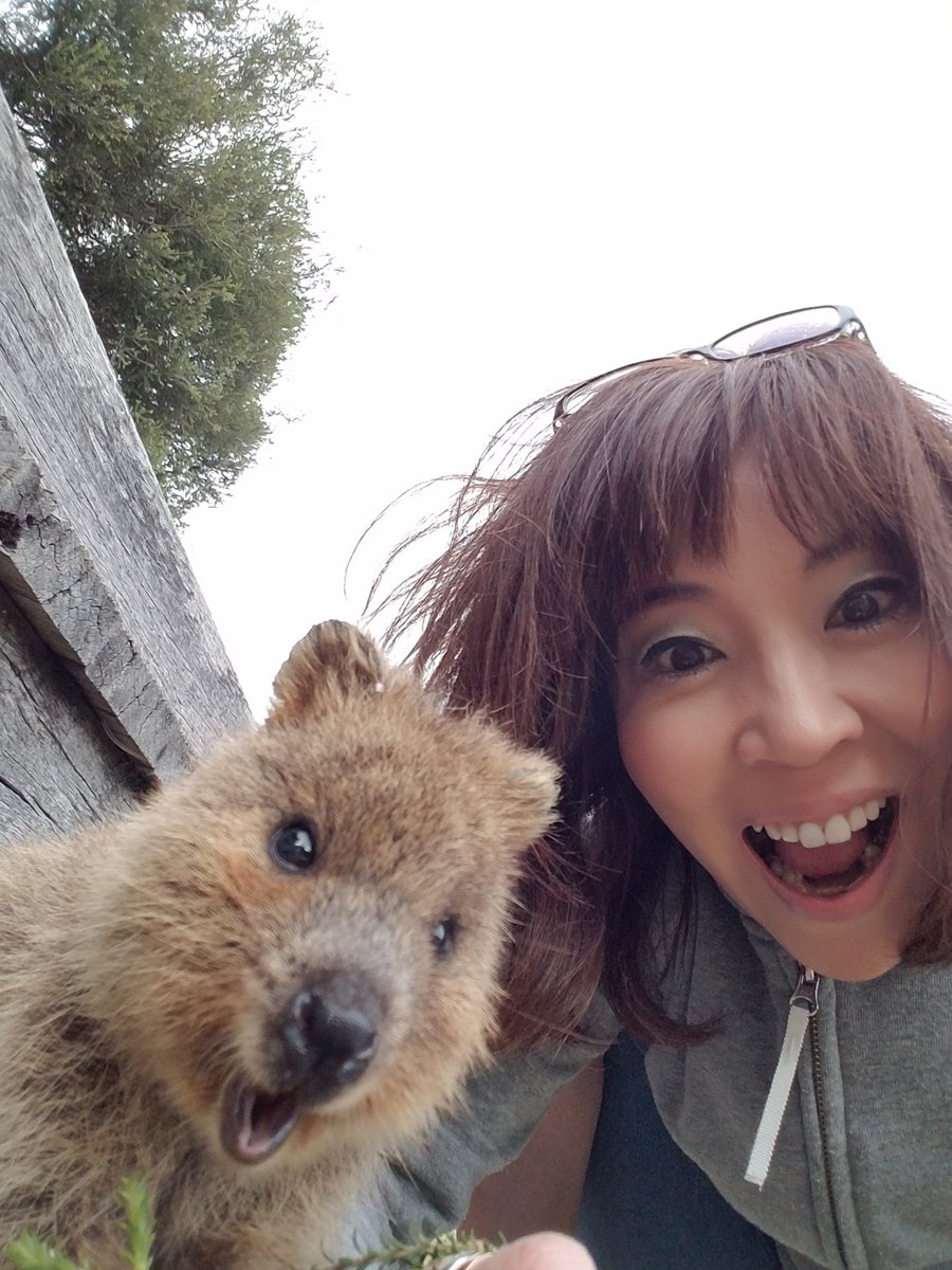 俵山栄子 クオッカ が日本にやって来ました オーストラリアのロットネスト島にしか生息していないカンガルーの仲間 クオッカワラビー 世界一幸せな動物 クオッカ に会えるのは埼玉県こども動物自然公園 開園40年を記念して4匹贈られた