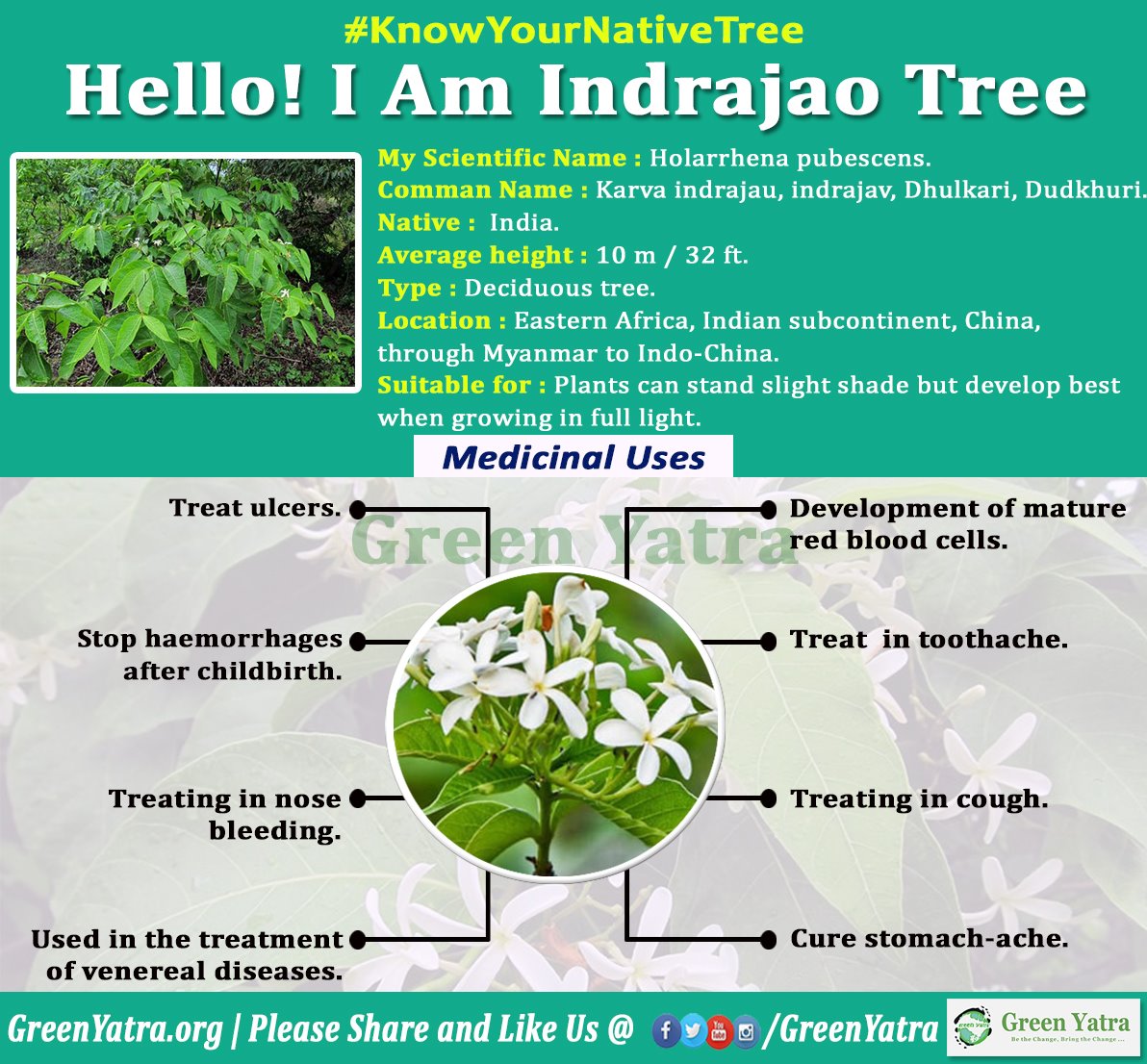 IamTreepathi's tweet photo. #KnowYourNativeTree
It is one of the best drug for Diarrhoea. According to #Ayurveda Ayurveda, the bark is useful in treatment of piles, skin diseases and biliousness. The bark is used externally in case of skin troubles. 

#IndrajaoTree #NativeTree #IndigenousTrees #IndianTrees https://t.co/372Hn1KRiW