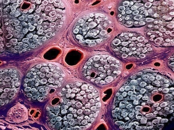 Микро клеток. Микрофотография клетки человека. Микрофотографии гистология. Клетка в микроскопе. Клетка человека под микроскопом.