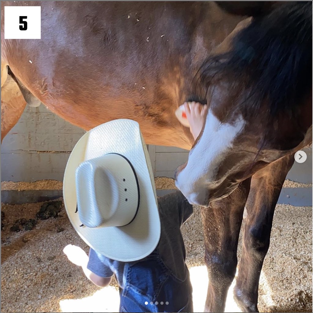 NCEA_Equestrian's tweet photo. 📷 Equestrians in Quarantine Photo Contest - FINAL FOUR

Who will be in the finals?

Choose your favorite photo before voting closes at 2 p.m. CT!

#NCAAEquestrian https://t.co/WErYldfuZ1