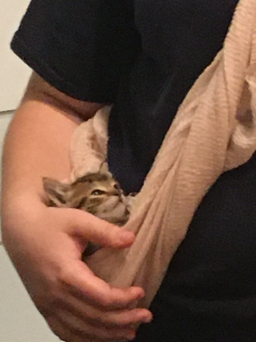 mseybold02's tweet photo. Me: We aren’t cat people...
Also Me: ok, we can get one to help with snakes.
Meanwhile at my house... https://t.co/0SuuP9KRV8