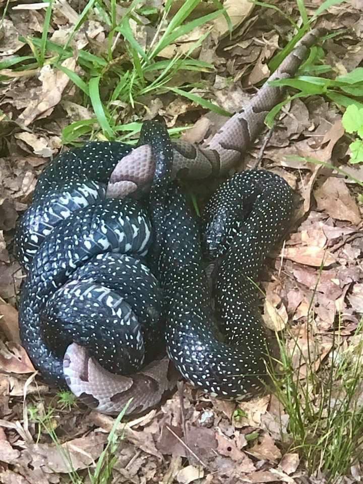 TheCarlaDanger's tweet photo. Lunchtime for the king #SimpsonCountySnake #RIPCopperhead https://t.co/vXWfthkWnC