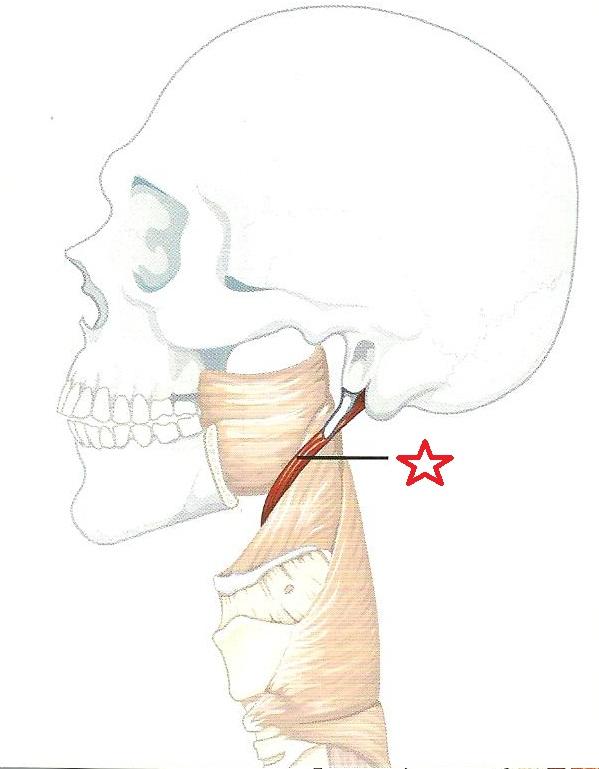 Cranial Labor #9 - Swallow- Press your tongue against your palate- Swallow 10x while keeping your tongue in place