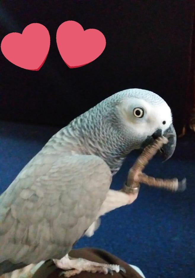 FuzailChohan's tweet photo. #Grasy
#FGCREATION #GF #GH #FC #DUBAI #FCIMAGES #DXB #FCCREATION
@GhazalHabib2
#GRAYPARROTLOVERS https://t.co/XAdUacZ6CM