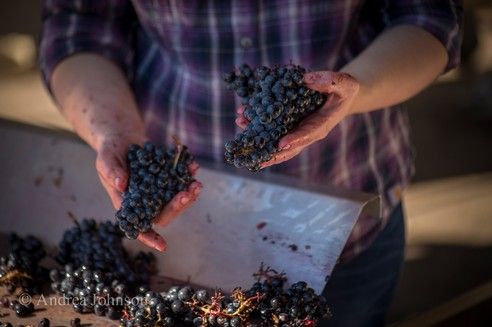 Kramer Vineyards tweet media