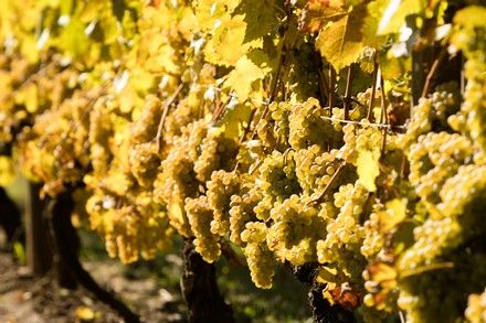 Kramer Vineyards tweet media