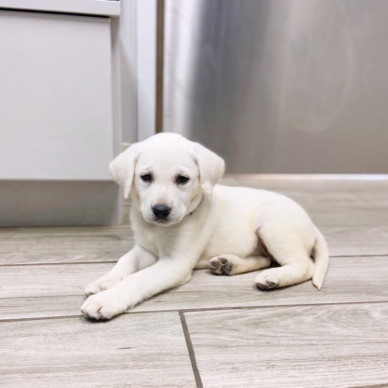 AMHCharlotte's tweet photo. Birdie came to see Dr. Schoenig and Morgan for her first puppy visit. She loved playing tug of war with Morgan’s shoe strings, then decided to take a nap. 🥰🥰 https://t.co/8ziS4IhN9l