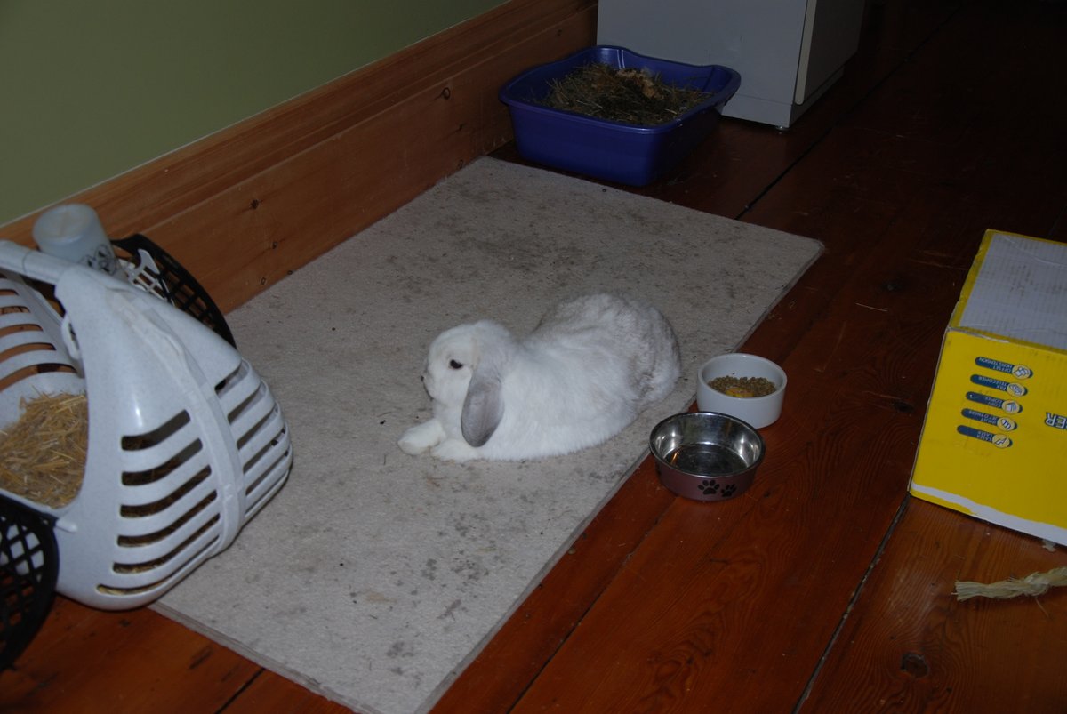 MartinsPets's tweet photo. Just chillin' for the long weekend. Hope you have a hoppin' good one! #Bugsy #WeLoveLittleFriends #Rabbits #TreatYourPet #CanadianQuality https://t.co/VvGBI31scU