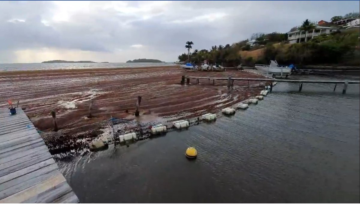 SargaMonitoring's tweet photo. 16/05/2020 #LaFregate #LeFrancois #Martinique
more pictures, Video &amp; info on ours 2 maps -> https://t.co/wpro2wlTHk
#sargassum #sargazo #sargasses #Sargasso #macroalgas #macroalgue #sargassummonitoring https://t.co/9EkjeKMjYU