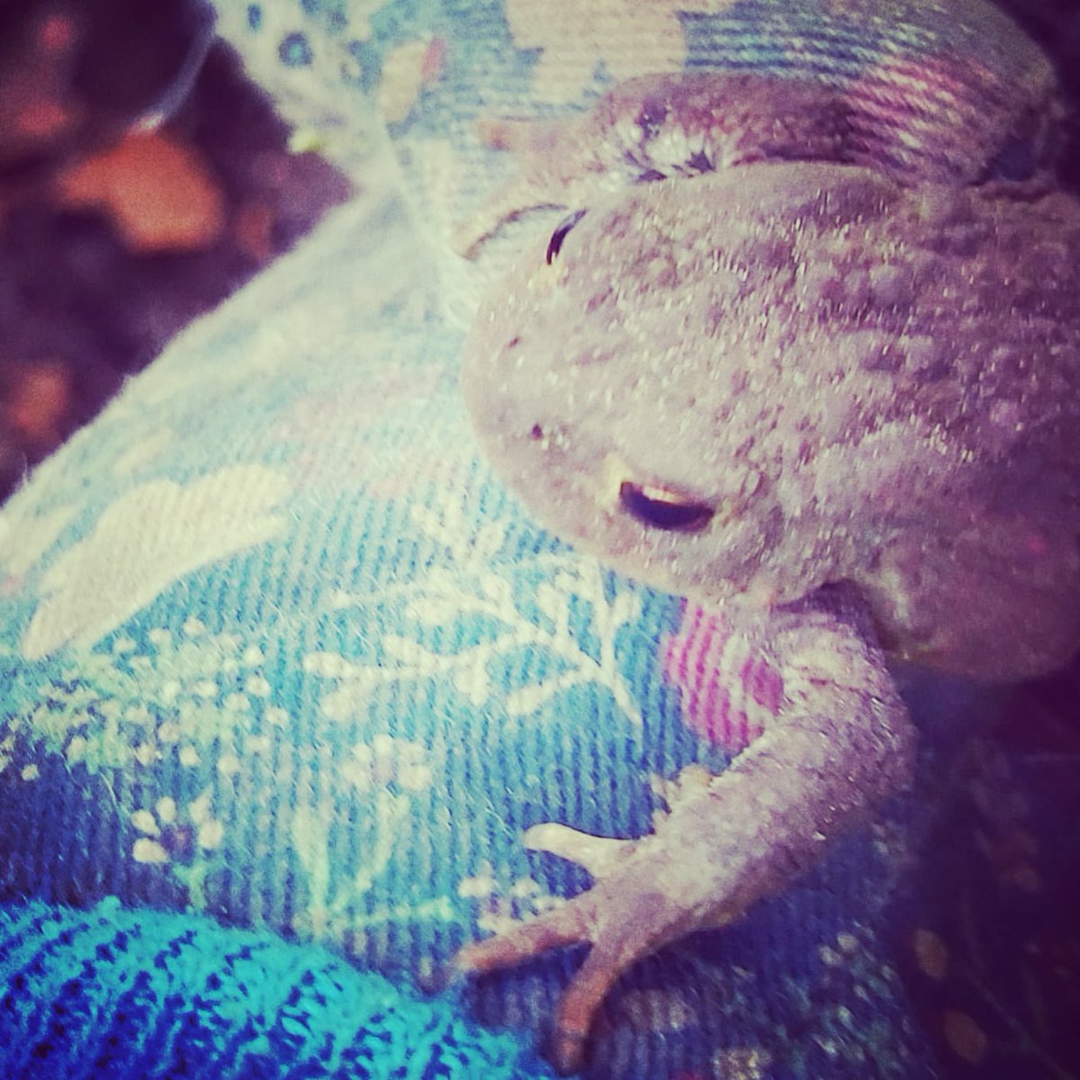 GeorgianCottage's tweet photo. Made a new friend while working in the garden this afternoon #mrtoad #toadofbeechcottage #gardenlife #toadsofinstagram https://t.co/ZdPzyVGgD7