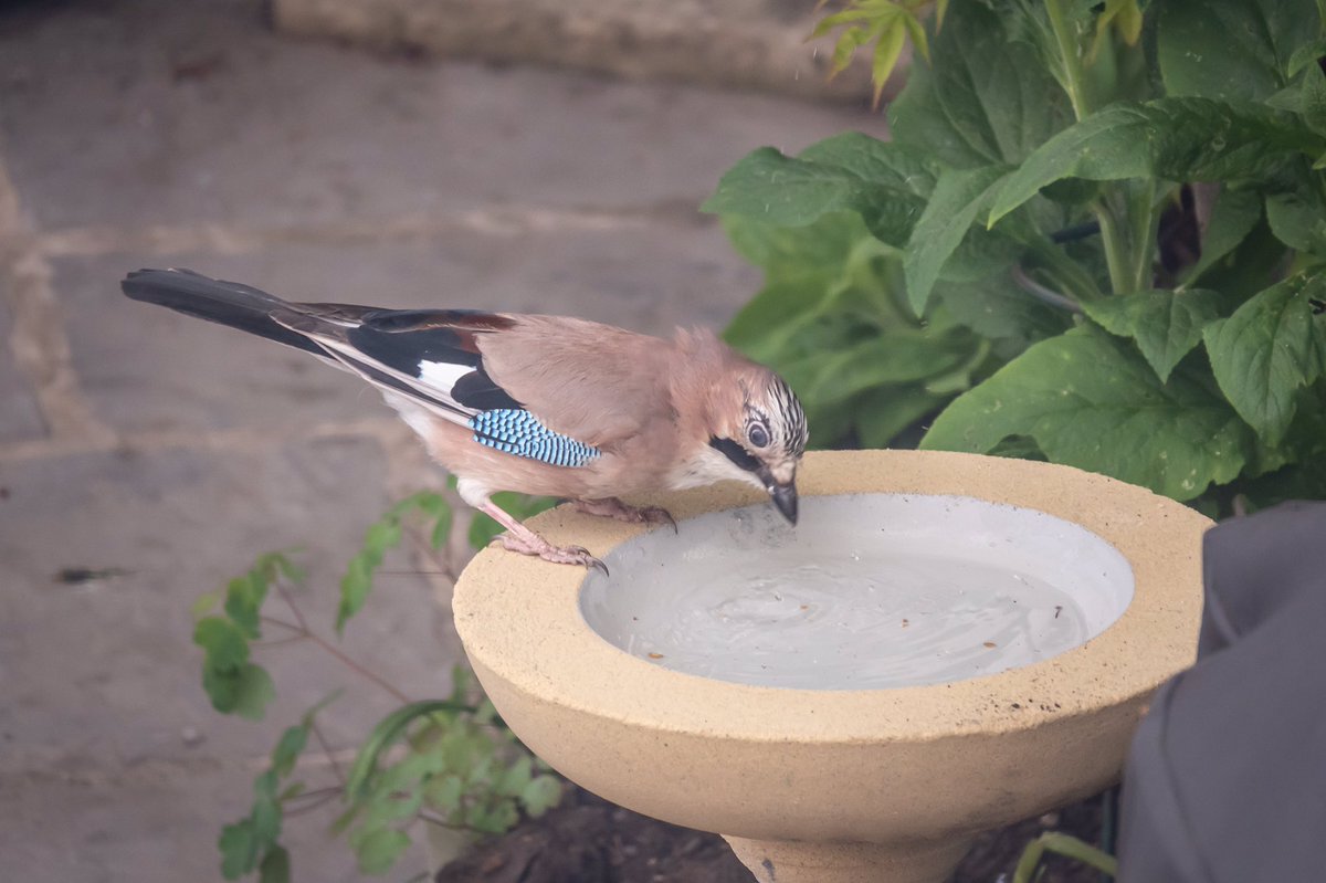 ancienprof's tweet photo. Since lockdown Iโve made a bigger effort to attract wildlife to my garden. I thought I had gone over the top with my new bird bath until today when I saw the first taker - a beautiful jay. I wish I had cleaned the bathroom window though! https://t.co/oFMDwLorsY