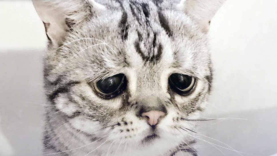 RIP. Now in a very difficult financial situation due to the сoronavirus. I can't buy a new tablet. But the mouse no desire to play, I tried.

I'm dying of boredom. More than once watching Hawaii 5.0, Lost, Breaking Bad and Prison Break.