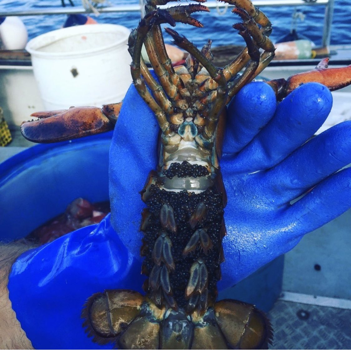 ChefGruel's tweet image. Did you know a female lobster can carry 10,000 eggs? This is why lobsters are inherently sustainable when managed properly. Eat more lobster - Save the ocean