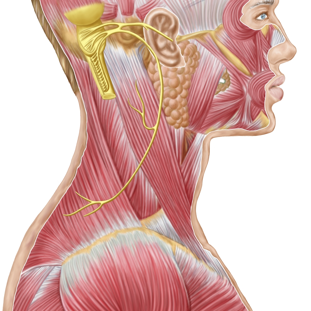 11/ Accessory NerveThis connection enables movements of the head and neck by controlling two prominent muscles - the Upper Trapezius and Sternocleidomastoid.Do you have neck stiffness or mobility restrictions? Your Accessory Nerve controls it all.