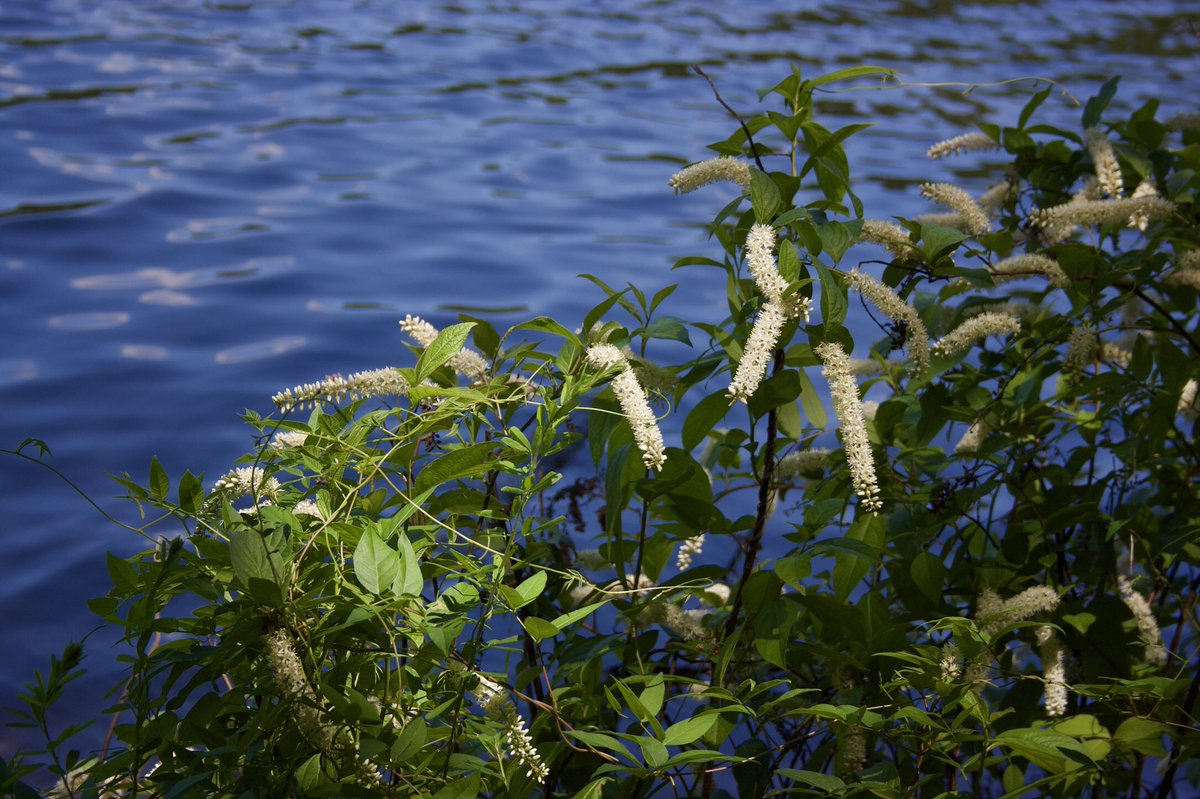 clanmccarter's tweet photo. Excursion #3 William B. Umstead Park. Great hiking trails, forest bathing, and amazing pictures by the lake. #NaturePhotography #naturelovers #forestpath https://t.co/UFaJEttoR2