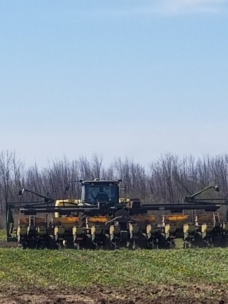 Soon this stand of italian rye and clover will give way to an emerging stand of #MycogenBmr. #plant2020