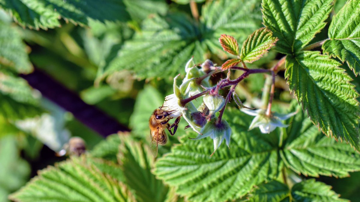 NHunter007's tweet photo. @edayphotos
#StaySafeOutThere Photo Challenge!
Theme: * Incredible Insects *
#photography #theme #insects #Flowers #WhereAllTheInsectsHaveGone #nature #NaturePhotography #natureishealing #NoMowMay
bee and raspberry flower https://t.co/DtlUj7OMlC