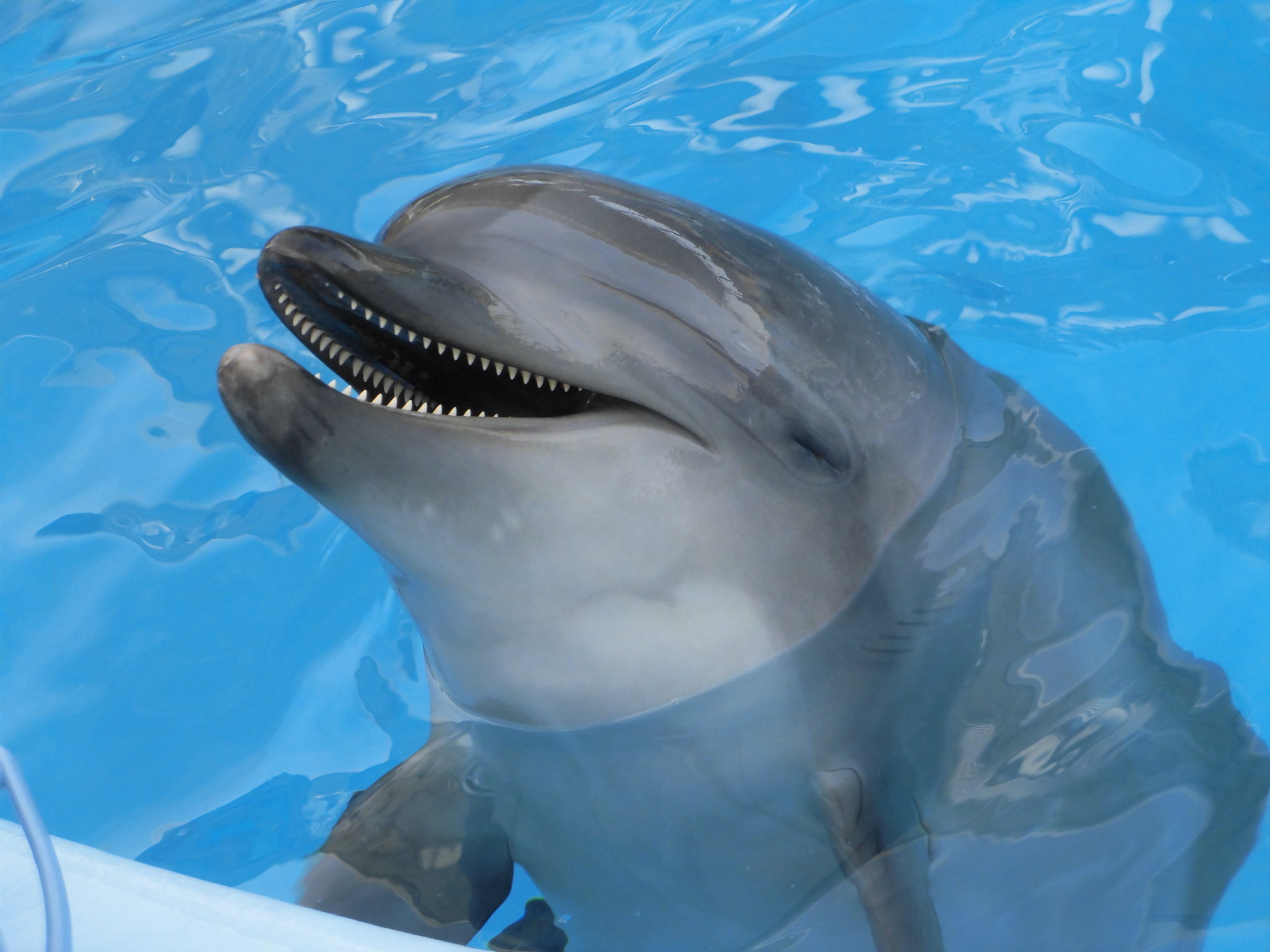 うみいるか Amazon.co.jp: ポケモンセンターオリジナル 洗えるぬいぐるみ