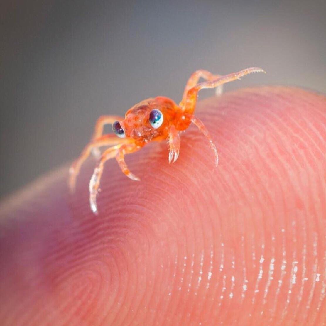 Namjoon look at this tiny crab. Isn’t it cute? Well it’s sad because it misses you so you better do something about that  @BTS_twt