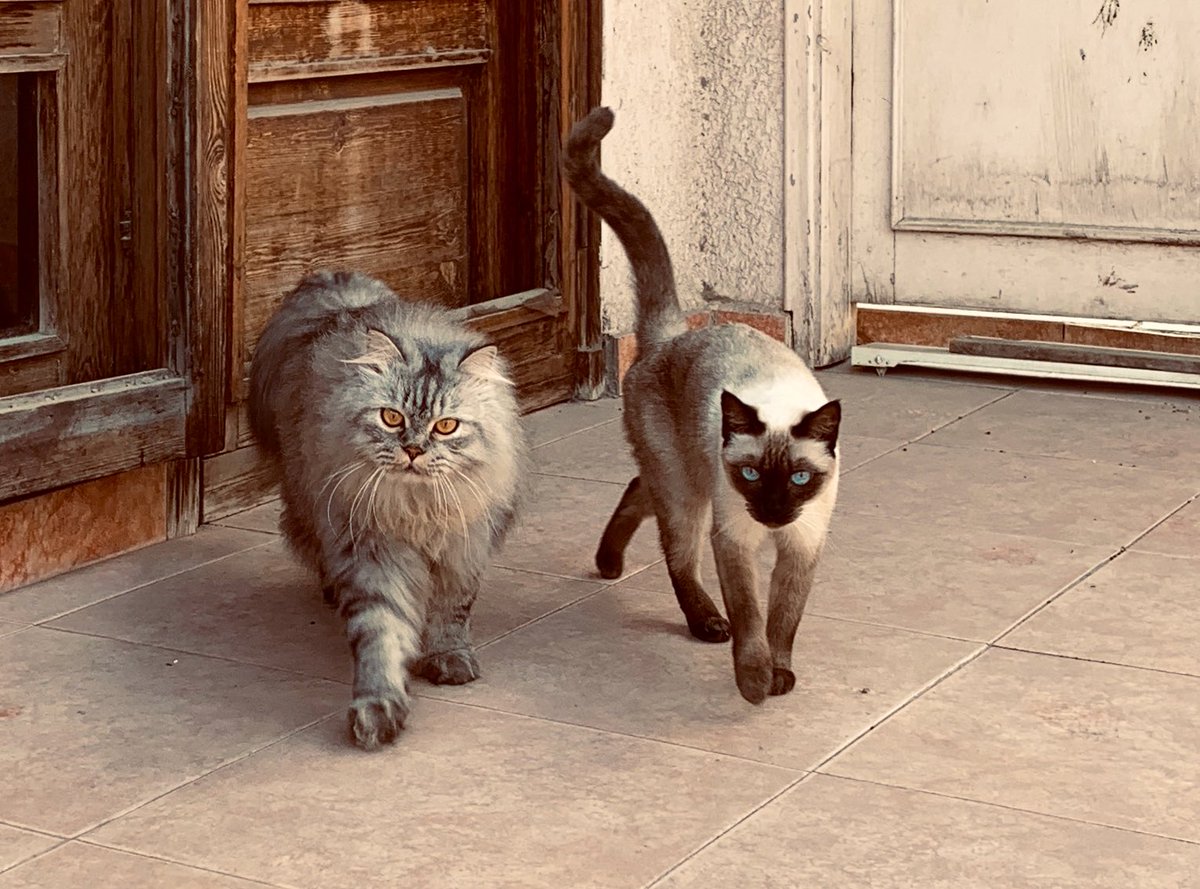 AminaIsmail's tweet photo. Challenged by @SibilleCartier : day 3/7 #mylifeinpictures one photo per day for seven days. No comment. Players nominate one person and carry on. I invite @HafsaHalawa to take part. @tekaldas @ruthruthcairo @nadine_awadalla #thugcats https://t.co/OTzPcSmJtX