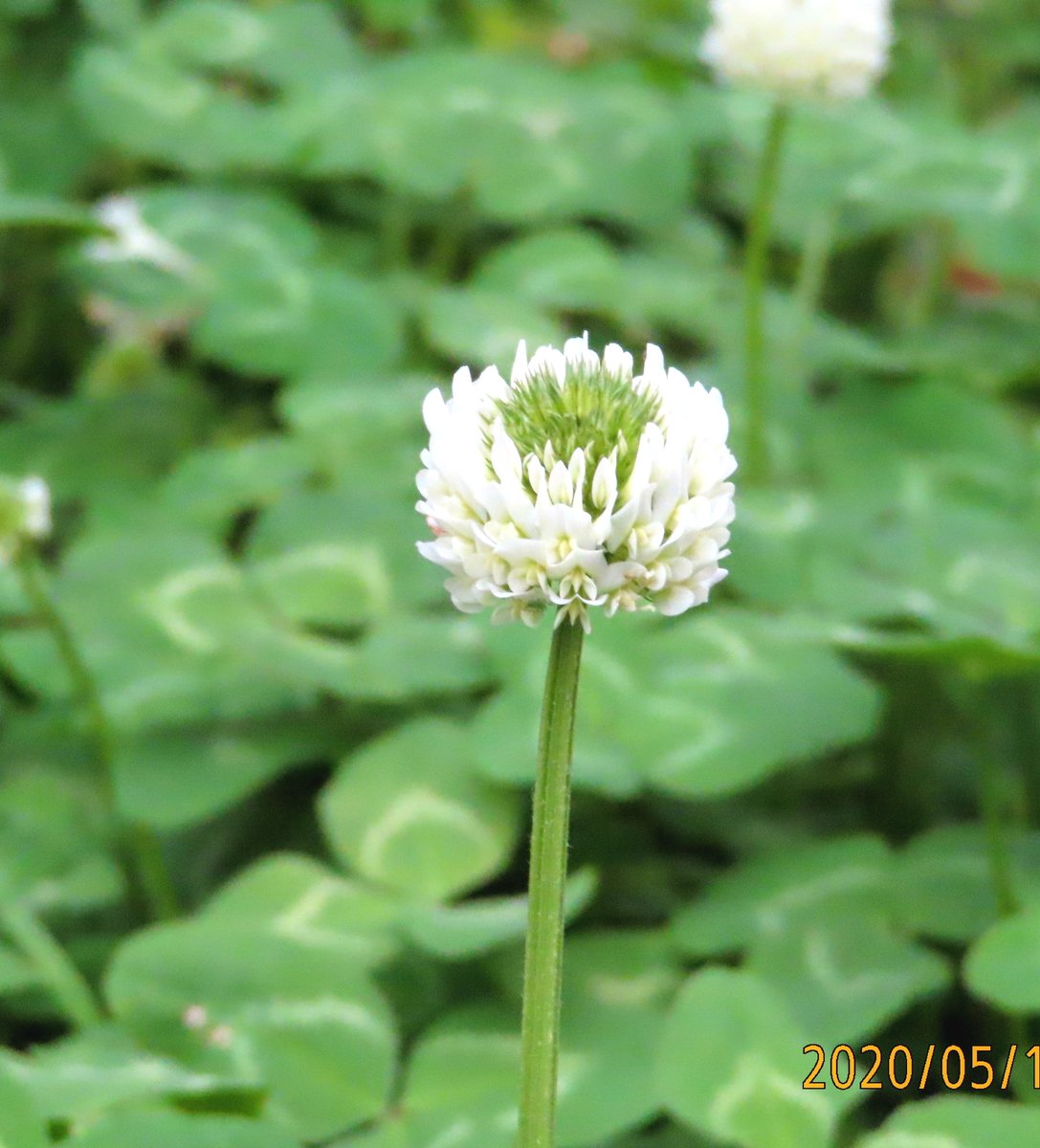 ノリコ Twitterissa 雨 上がりの可愛い 三つ葉のクローバー 花言葉をネットで調べました 私を思い出して 約束 花言葉 三つ葉のクローバー