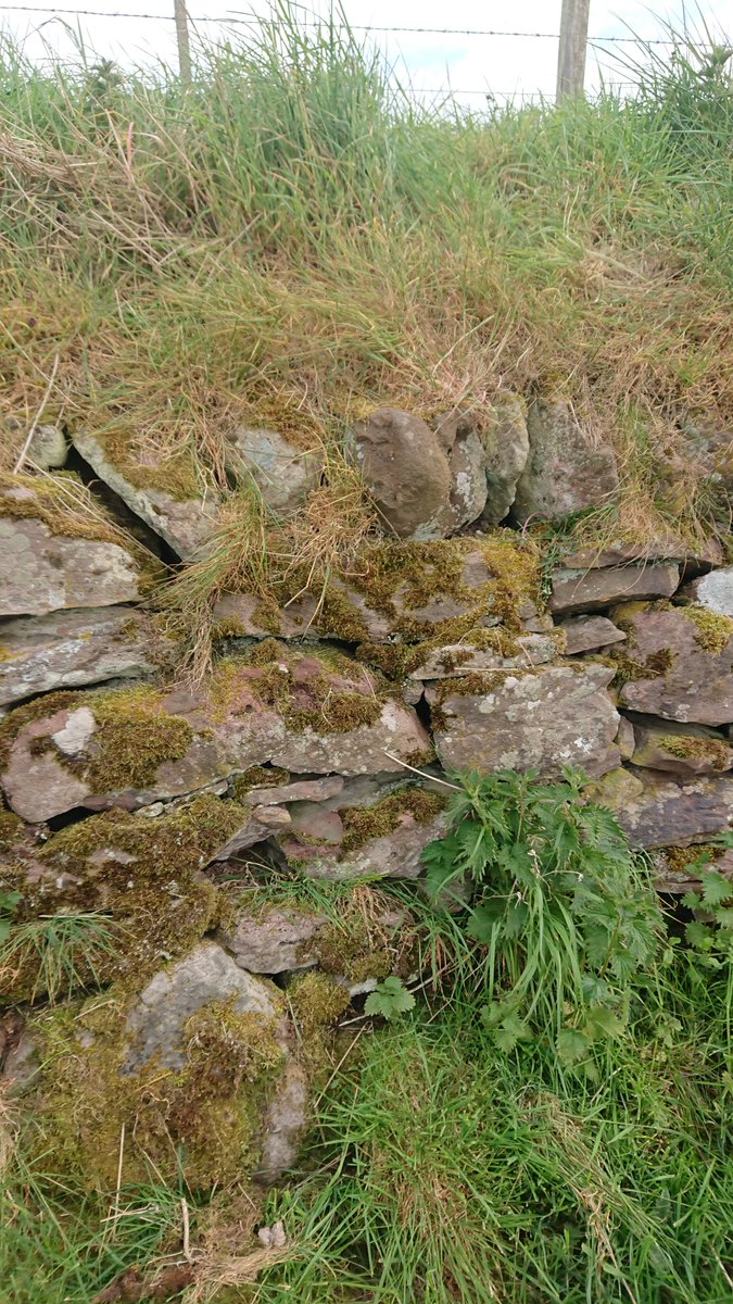 And had an exercise over the Cauldcoast field boundary today, much less overgrown than 3 years ago... 2m high at the highest point(photos going from east to west)