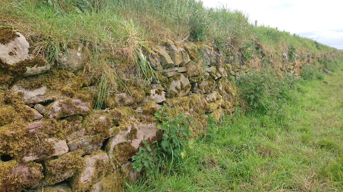 And had an exercise over the Cauldcoast field boundary today, much less overgrown than 3 years ago... 2m high at the highest point(photos going from east to west)