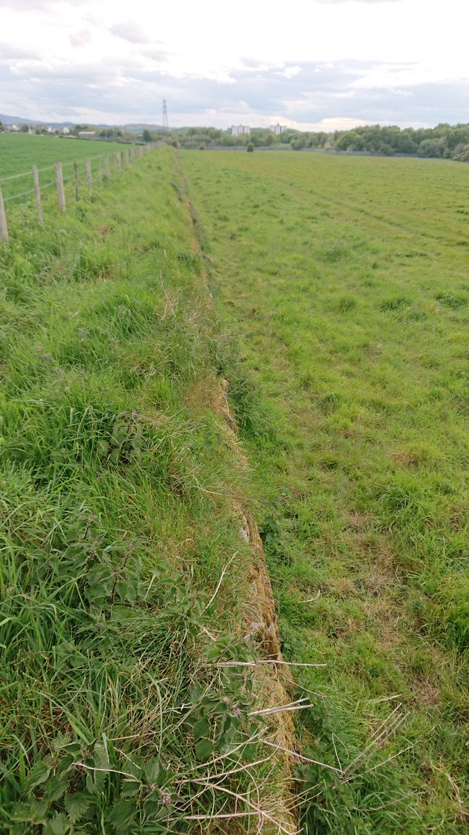 And had an exercise over the Cauldcoast field boundary today, much less overgrown than 3 years ago... 2m high at the highest point(photos going from east to west)