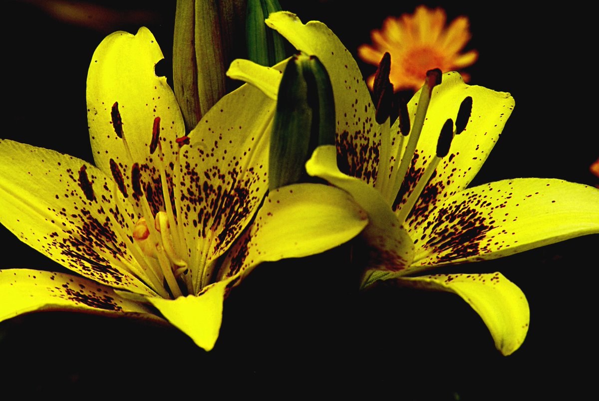 Anita Goebel (@fern509) on Twitter photo 