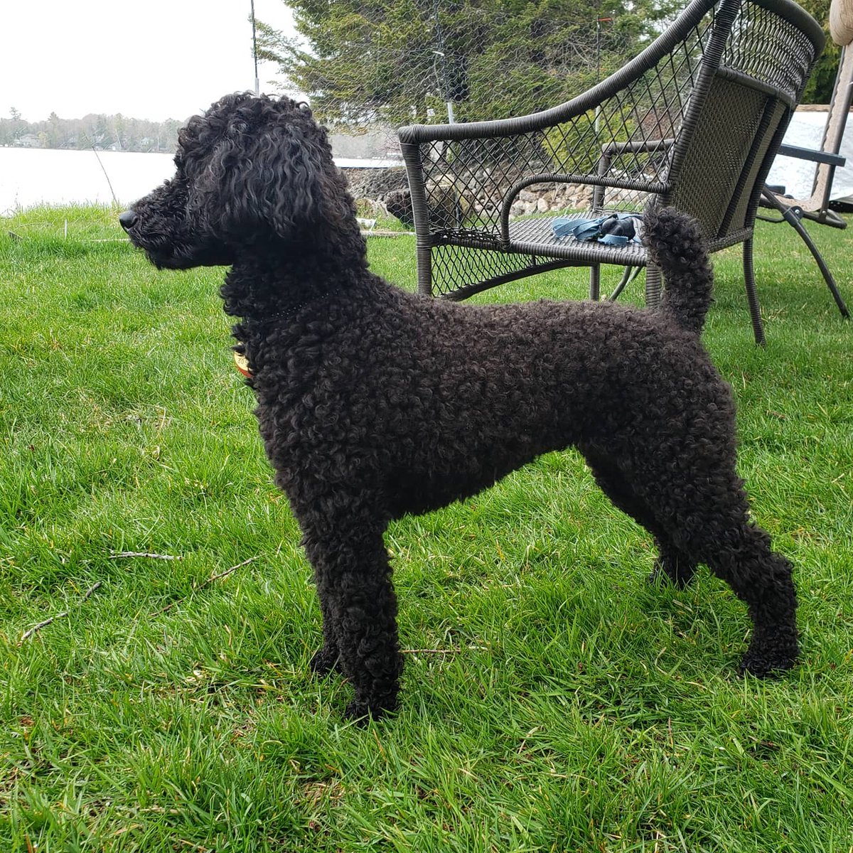 AgilitywAmanda's tweet photo. Gave this cute little poodle a haircut 😊

#poodlecut #poodlecuteness #poodlecut #cutepoodle #poodle #cutedog #dog #doghaircut #covidhaircut #blackpoodle #smallpoodle #minipoodle #smilingdog https://t.co/YNMoORlCwn