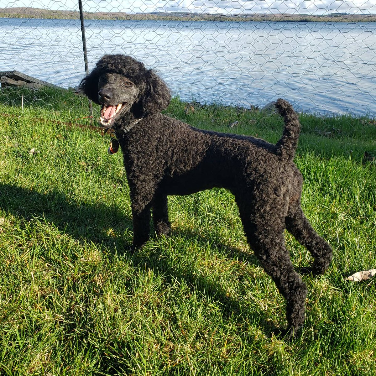 AgilitywAmanda's tweet photo. Gave this cute little poodle a haircut 😊

#poodlecut #poodlecuteness #poodlecut #cutepoodle #poodle #cutedog #dog #doghaircut #covidhaircut #blackpoodle #smallpoodle #minipoodle #smilingdog https://t.co/YNMoORlCwn