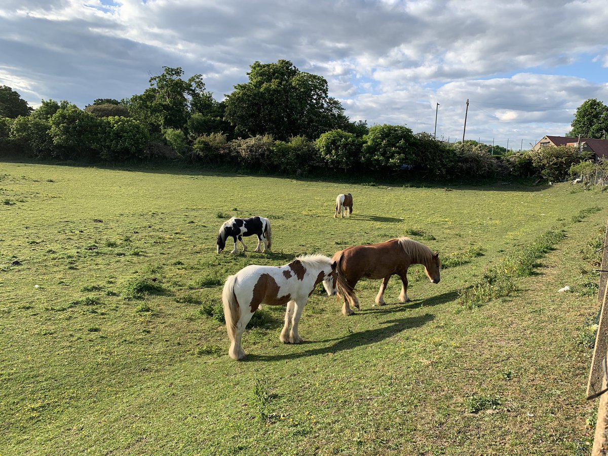 🐾 Thanks for the #WalkFromHome nominations <a href="/andywa7kins/">Andy Watkins</a> and <a href="/SimonCheshire10/">Simon Cheshire</a>. 

I’ve donated to the #QPR Tiger Cubs and I now nominate <a href="/robfacey/">Rob Roberts-Facey</a>, @benjylovell2 and <a href="/DellosaVPG/">Arron Louis Dellosa</a>. 

Enjoy, chaps!
