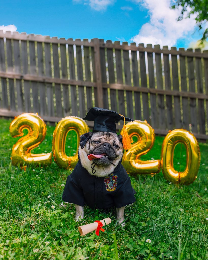 itsdougthepug's tweet photo. U did it!!!

Congrats to all the grads out there! U worked so hard for this and I’m proud of u🎓 https://t.co/cgI13qBvmF