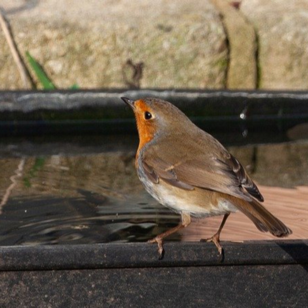 seed_ball's tweet photo. Water Is Vital For Wildlife 
Bees need water, birds, hedgehogs even foxes all need somewhere to get a drink in dry weather, a saucer of water on the ground will do. Birds love to bathe too. Any old container, even a frying pan can make a great bird bath! 
https://t.co/pwcxGJVRjM https://t.co/wtsbSo2qlA
