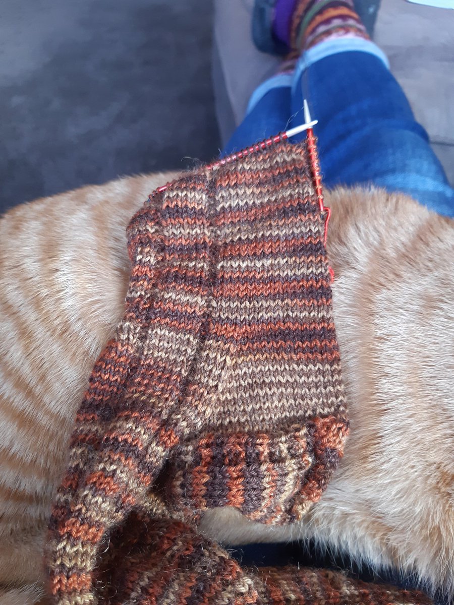 ElanorMJohnson's tweet photo. When your knitting matches your feline companion #caturday #craftgoals https://t.co/90tMaUYYz4