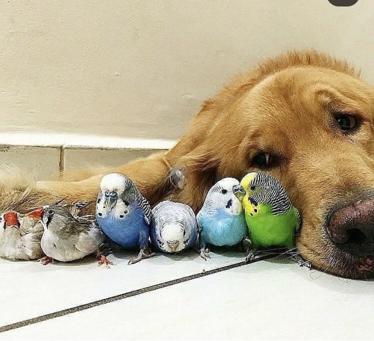 Щенок. Лабрадор ретривер золотистый. Милый щенок. Прикольные животные. Собачки и кошечки.