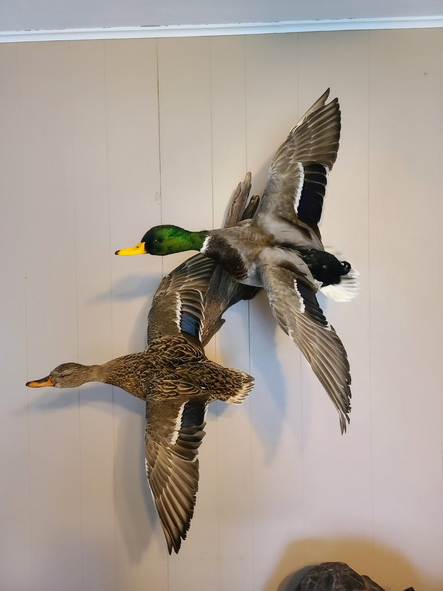 CoPreened's tweet photo. Got a pair of my ducks back from the taxidermist this morning! https://t.co/mIcDvSovOg