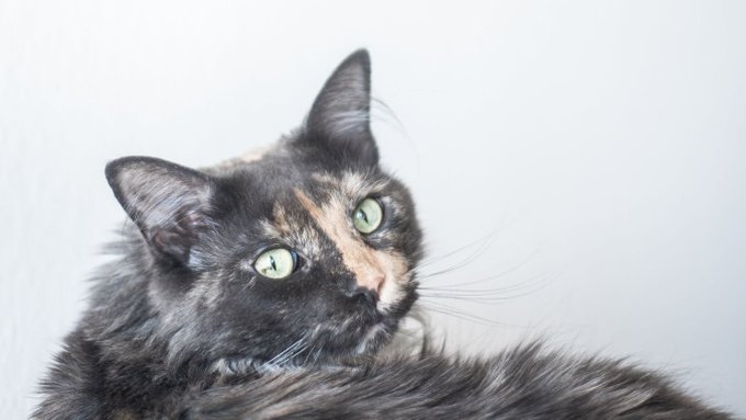 The Face //  The Pussy https://t.co/eBgszXxyFp