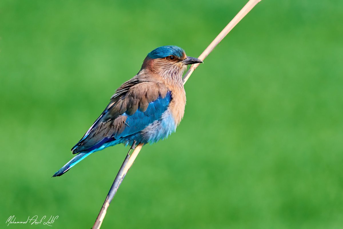 #IndianRoller #CoraciasBenghalensis #HeadMarala #Sialkot #planetbirds #ngc #Animal #Animals #NaturalLight #Nature #Pakistan #PakistanWildlife #Wildbird #Bird #BirdofPakistan #NaturePhotograph #NaturePhotography #Wildlife #WildlifePhotography