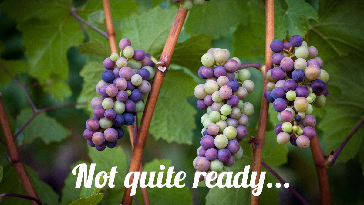 elkcove's tweet image. We're getting ready to reopen June 1st - by reservation only. #oregon #wvwines Read our news at - mailchi.mp/elkcove/oregon…