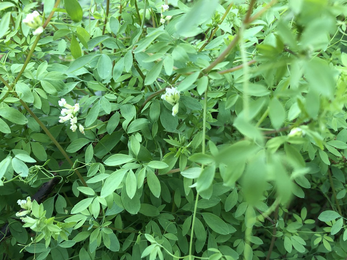 #wildflowerID can you help with ident please